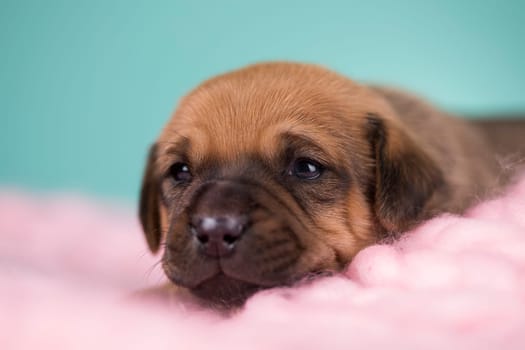 Sleeping dog in a on a blanket