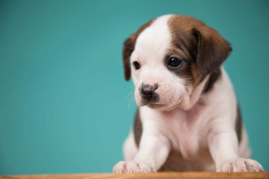 Little puppy dogs, animals concept