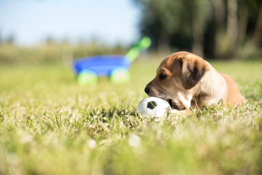 Puppy dog on the grass