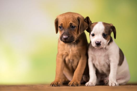 Two little dogs, puppy, animals concept