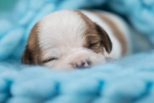 A beautiful little dog sleeps on a blanket
