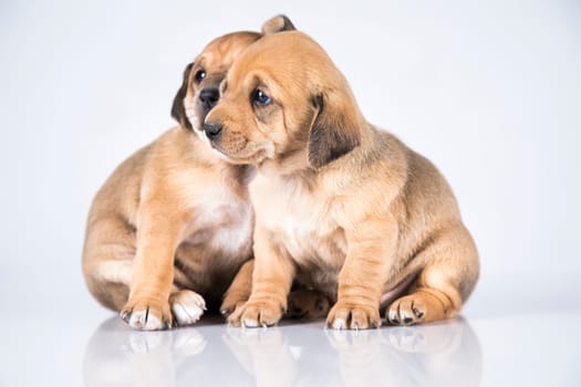 Two dogs, Pet, animals concept