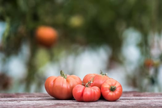 Red Tomatoes in a Greenhouse, organic food