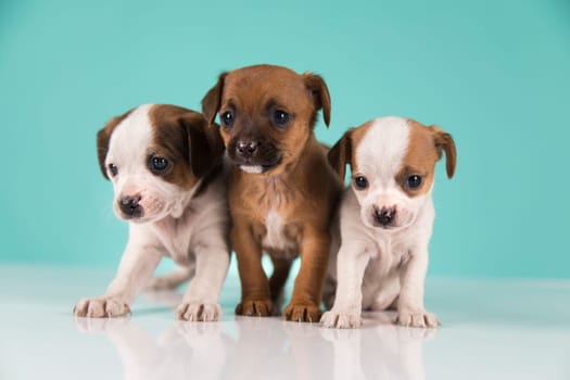 Two little dogs, puppy, animals concept