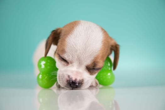 Dog sleeps with a rubber bone