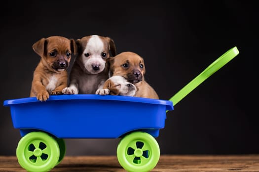 Cute doggies in a toy wagon