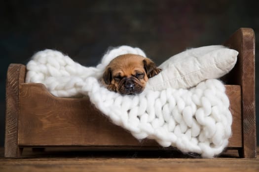 Little puppy breed is sleeping