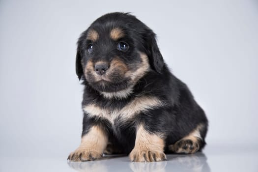 A small dog on a white background