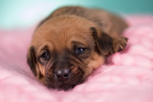 Sleeping dog in a on a blanket