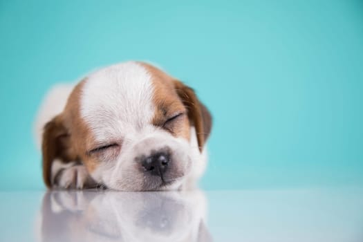 Small happy dog are sleeping