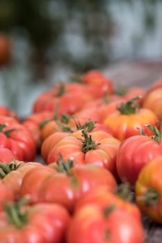 Vegetables, tomatoes on wooden desk