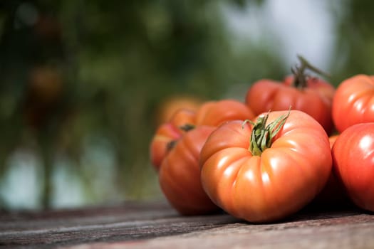 Vegetables, Tomatoes,  on desk in garden