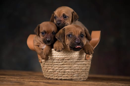 Dogs in a wicker basket