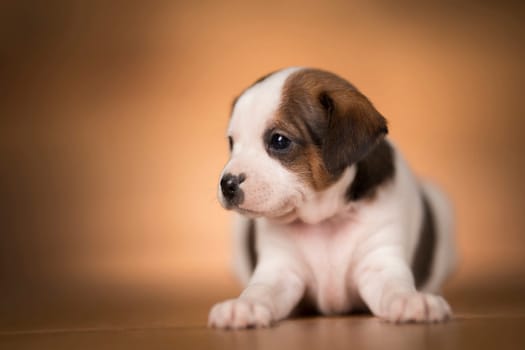 Dog on a wooden background
