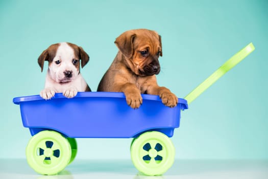 Cute doggies in a toy wagon