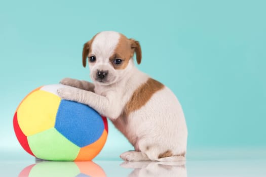 A happy puppy is playing with a ball