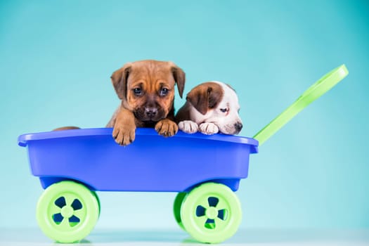 Beautiful little puppies in a toy wagon