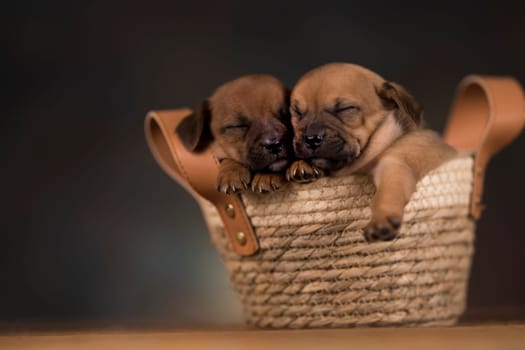Dogs in a wicker basket