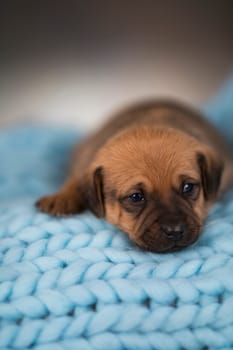 Dog sleep on a small wooden bed