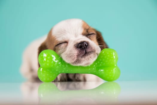 Dog sleeps with a rubber bone