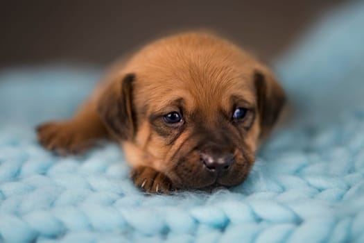 Dog sleep on a small wooden bed