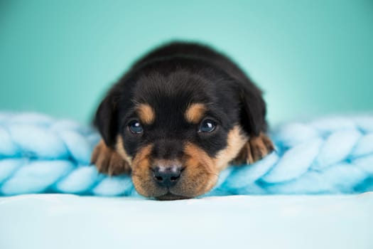 Sleeping dog in a on a blanket