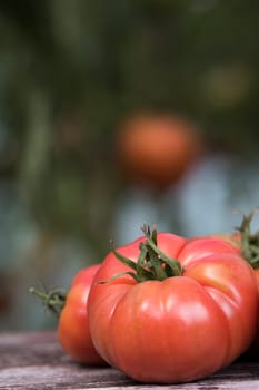 Organic food, Free red vegetables of tomato