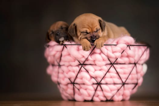 Sleeping dogs in a metal basket