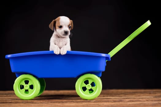 Little dog in a toy wagon