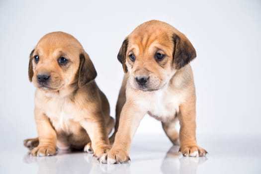 Two dogs, Pet, animals concept
