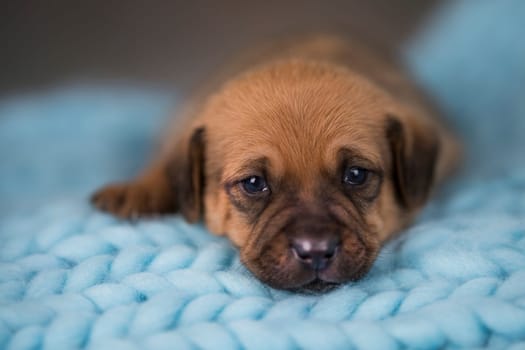 Little puppy breed is sleeping