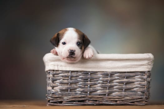 Small dog in a wicker basket