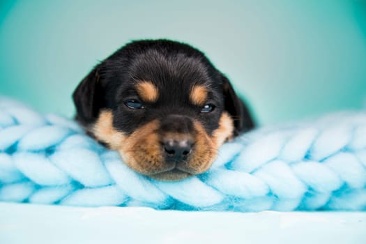 Sleeping dog in a on a blanket
