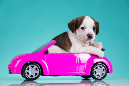 Puppy in a pink car