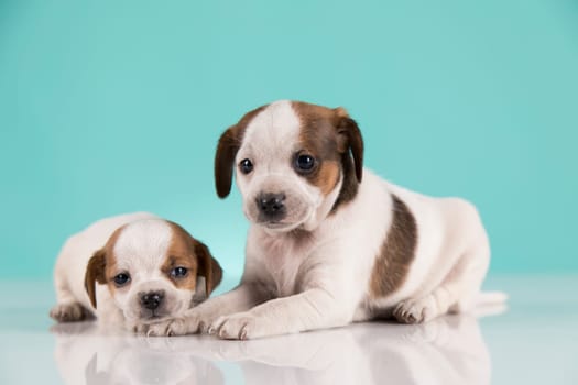 Two little dogs, puppy, animals concept