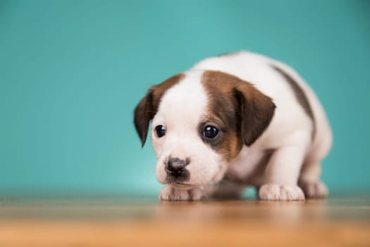 Little puppy dogs, animals concept