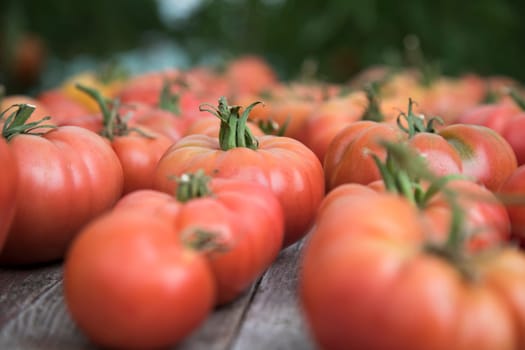 Vegetables, Tomatoes,  on desk in garden