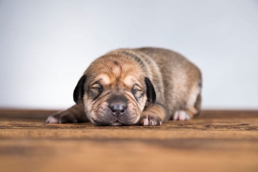 Pet, Little puppy dog, animals concept
