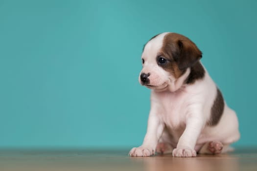 Cute puppy dog, animals concept