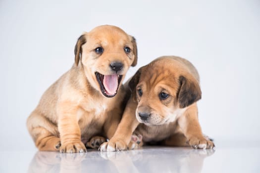 Two dogs  on a white background