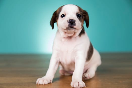 Little puppy dogs, animals concept