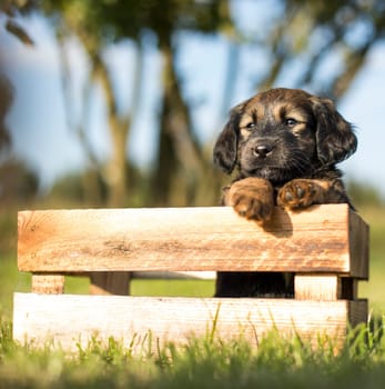 Cute little dog in a wooden crate on the grass