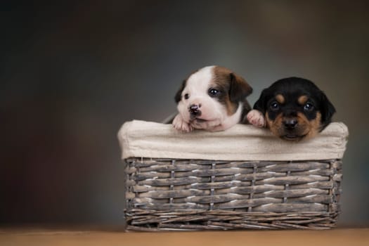 Little dogs in a wicker basket