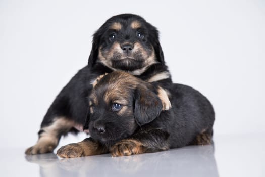 A beautiful little dog on a white background