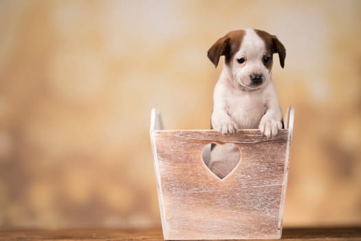 Puppies in a wooden crate