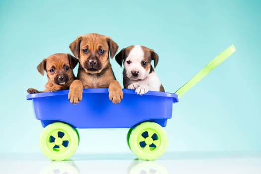 Cute doggies in a toy wagon