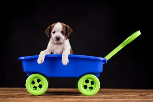 Little cute dog in a toy car