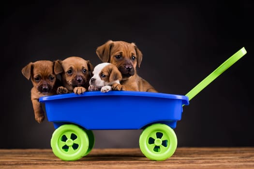 Beautiful little puppies in a toy wagon