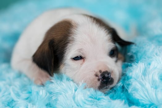 Sleeping dog in a on a blanket