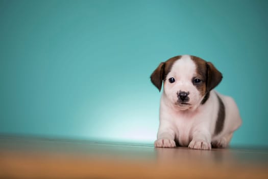 Cute puppy dog, animals concept